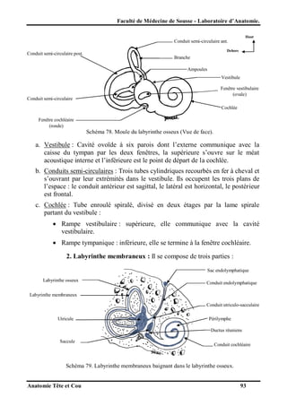 Faculté de Médecine de Sousse - Laboratoire d’Anatomie.
Haut

Conduit semi-circulaire ant.
Conduit semi-circulaire post.

Dehors

Branche
Ampoules
Vestibule
Fenêtre vestibulaire
(ovale)

Conduit semi-circulaire
lat.

Cochlée

Fenêtre cochléaire
(ronde)

Schéma 78. Moule du labyrinthe osseux (Vue de face).

a. Vestibule : Cavité ovoïde à six parois dont l’externe communique avec la
caisse du tympan par les deux fenêtres, la supérieure s’ouvre sur le méat
acoustique interne et l’inférieure est le point de départ de la cochlée.
b. Conduits semi-circulaires : Trois tubes cylindriques recourbés en fer à cheval et
s’ouvrant par leur extrémités dans le vestibule. Ils occupent les trois plans de
l’espace : le conduit antérieur est sagittal, le latéral est horizontal, le postérieur
est frontal.
c. Cochlée : Tube enroulé spiralé, divisé en deux étages par la lame spirale
partant du vestibule :
 Rampe vestibulaire : supérieure, elle communique avec la cavité
vestibulaire.
 Rampe tympanique : inférieure, elle se termine à la fenêtre cochléaire.
2. Labyrinthe membraneux : Il se compose de trois parties :
Sac endolymphatique
Labyrinthe osseux

Conduit endolymphatique

Labyrinthe membraneux
Conduit utriculo-sacculaire
Utricule

Périlymphe
Ductus réuniens

Saccule

Conduit cochléaire

Schéma 79. Labyrinthe membraneux baignant dans le labyrinthe osseux.

Anatomie Tête et Cou

93

 