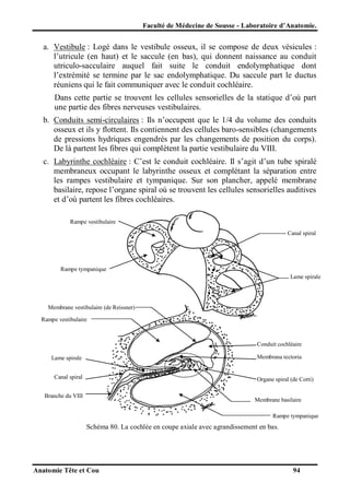 Faculté de Médecine de Sousse - Laboratoire d’Anatomie.

a. Vestibule : Logé dans le vestibule osseux, il se compose de deux vésicules :
l’utricule (en haut) et le saccule (en bas), qui donnent naissance au conduit
utriculo-sacculaire auquel fait suite le conduit endolymphatique dont
l’extrémité se termine par le sac endolymphatique. Du saccule part le ductus
réuniens qui le fait communiquer avec le conduit cochléaire.
Dans cette partie se trouvent les cellules sensorielles de la statique d’où part
une partie des fibres nerveuses vestibulaires.
b. Conduits semi-circulaires : Ils n’occupent que le 1/4 du volume des conduits
osseux et ils y flottent. Ils contiennent des cellules baro-sensibles (changements
de pressions hydriques engendrés par les changements de position du corps).
De là partent les fibres qui complètent la partie vestibulaire du VIII.
c. Labyrinthe cochléaire : C’est le conduit cochléaire. Il s’agit d’un tube spiralé
membraneux occupant le labyrinthe osseux et complétant la séparation entre
les rampes vestibulaire et tympanique. Sur son plancher, appelé membrane
basilaire, repose l’organe spiral où se trouvent les cellules sensorielles auditives
et d’où partent les fibres cochléaires.
Rampe vestibulaire
Canal spiral

Rampe tympanique
Lame spirale

Membrane vestibulaire (de Reissner)
Rampe vestibulaire

Conduit cochléaire
Membrana tectoria

Lame spirale
Canal spiral

Organe spiral (de Corti)

Branche du VIII

Membrane basilaire
Rampe tympanique

Schéma 80. La cochlée en coupe axiale avec agrandissement en bas.

Anatomie Tête et Cou

94

 