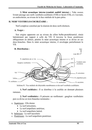 Faculté de Médecine de Sousse - Laboratoire d’Anatomie.

3. Méat acoustique interne (conduit auditif interne) : Tube osseux
livrant passage aux nerfs vestibulo-cochléaire (VIII) et facial (VII), et s’ouvrant,
en endocrânien, au niveau de la face médiale de la pars pétra.
II. NERF VESTIBULO-COCHLÉAIRE :
Nerf complexe constitué par la réunion de deux nerfs distincts.
A. Trajet :
Son origine apparente est au niveau du sillon bulbo-protubérantiel, située
latéralement par rapport à celle du VII. Il traverse la fosse postérieure
obliquement en dehors, pénètre le méat acoustique interne et se divise en ses
deux branches. Dans le méat acoustique interne, il enveloppe partiellement le
VII.
B. Distribution :

Haut

Avant

ant.

N. ampullaires ant. et lat.

post.

Ganglion vestibulaire

Conduits semicirculaires

lat.

VII

N. utriculaire
N. ampullaire post.

VII bis
N. cochléaire

N. vestibulaire

N. sacculaire

Schéma 81. Vue médiale du labyrinthe membraneux et du nerf vestibulo-cochléaire.

1. Nerf cochléaire : Il se distribue à la cochlée en donnant plusieurs
rameaux.
2. Nerf vestibulaire : Il présente un renflement : ganglion vestibulaire
puis se divise en trois branches terminales :
a. Supérieure : Elle donne
 Le nerf utriculaire,
 Le nerf ampullaire antérieur,
 Le nerf ampullaire latéral.
b. Inférieure : Le nerf sacculaire
c. Postérieure : Le nerf ampullaire postérieur.

Anatomie Tête et Cou

95

 