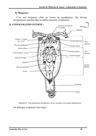 Faculté de Médecine de Sousse - Laboratoire d’Anatomie.

D. Muqueuse :
C’est une muqueuse ciliée au niveau du nasopharynx, elle devient
pavimenteuse stratifiée dans les parties moyenne et inférieure.
Haut

II. CONFIGURATION INTERNE :

Processus basilaire de
l’occipital

Gauche

Temporal

Choanes + Cornets
moy. et inf.
Récessus pharyngien

Tonsille pharyngée

Nasopharynx

Tonsille tubaire

Orifice tubaire
Voile du palais + Uvule

Oropharynx

Tonsille palatine
Tonsille linguale

Base de la langue
Epiglotte
laryngopharynx

Récessus piriforme
Larynx

Œsophage

Trachée

Schéma 83. Vue postérieure du pharynx (Avec ouverture de la paroi postérieure).

On distingue au pharynx trois étages :

Anatomie Tête et Cou

98

 