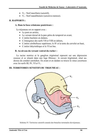 Faculté de Médecine de Sousse - Laboratoire d’Anatomie.

 V2 : Nerf maxillaire (sensitif),
 V3 : Nerf mandibulaire (sensitivo-moteur).
II. RAPPORTS :
A. Dans la fosse crânienne postérieure :
Le trijumeau est en rapport avec :
 Le pont en arrière,
 Le versant dorsal de la pars pétra du temporal en avant,
 L’artère basilaire en dedans,
 L’émergence des nerfs VII et VIII en dehors,
 L’artère cérébelleuse supérieure, le IV et la tente du cervelet en haut,
 L’artère labyrinthique et le VI en bas.
B. Au niveau du versant ventral du rocher :
La racine motrice et le ganglion trigéminal reposent sur une dépression
osseuse et se situent dans une loge fibreuse : le cavum trigéminal, situé audessus du conduit carotidien. En avant et en dedans se trouve le sinus caverneux
avec les nerfs III, IV, VI et V1.
III. TERRITOIRES SENSITIFS DU TRIJUMEAU :

V1

V2

V3

Schéma 55. Territoires sensitifs cutanés des branches terminales du trijumeau.

Anatomie Tête et Cou

66

 