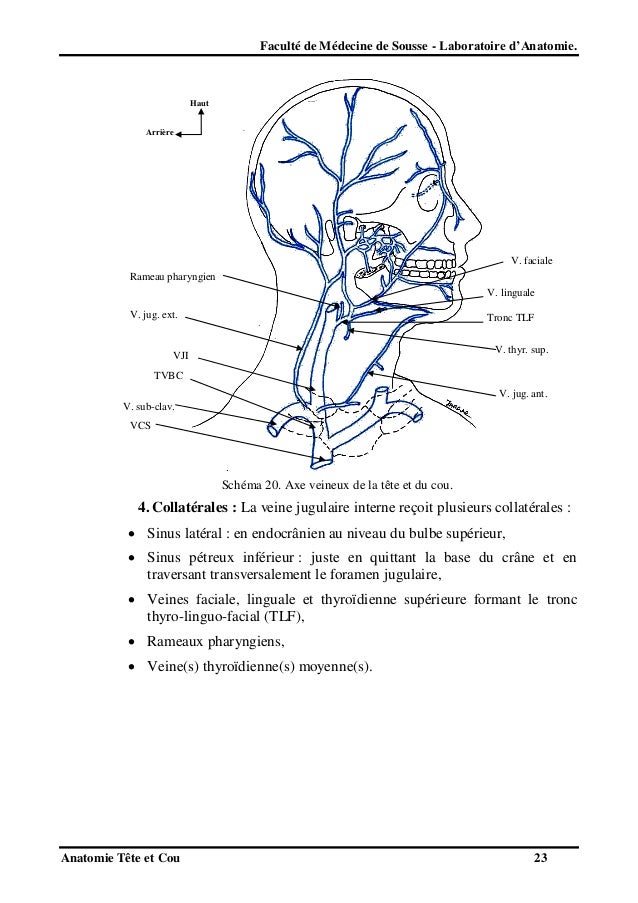 Anatomie teteetcou2012