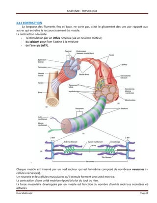 ANATOMIE - PHYSIOLOGIE
Lkoul abdelmajid Page 43
4.4.2 CONTRACTION
La longueur des filaments fins et épais ne varie pas, c’est le glissement des uns par rapport aux
autres qui entraîne le raccourcissement du muscle.
La contraction nécessite
- la stimulation par un influx nerveux (via un neurone moteur)
- du calcium pour fixer l’actine à la myosine
- de l’énergie (ATP).
-
Chaque muscle est innervé par un nerf moteur qui est lui-même composé de nombreux neurones (=
cellules nerveuses).
Un neurone et les cellules musculaires qu’il stimule forment une unité motrice.
La contraction d’une unité motrice répond à la loi du tout ou rien.
La force musculaire développée par un muscle est fonction du nombre d’unités motrices recrutées et
activées.
 