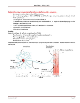 ANATOMIE - PHYSIOLOGIE
Lkoul abdelmajid Page 44
La jonction neuromusculaire fonctionne de la manière suivante :
- Un neurone moteur transmet un influx nerveux.
- Les boutons synaptiques libèrent l’ACH (= acétylcholine qui est un neurotransmetteur) dans la
fente synaptique.
- Les récepteurs des cellules musculaires fixent l’ACH.
- La membrane plasmique se dépolarise (par entrée de Na+), la dépolarisation se propage tout le
long de la cellule musculaire.
- Le réticulum endoplasmique libère du Ca++ dans le cytoplasme.
- Glissement actine/myosine.
- Contraction musculaire.
Ensuite :
La cholinestérase de la fente synaptique lyse l’ACH.
- Repolarisation de la membrane plasmique (par sortie de K+).
- Repompage du Ca++ dans le réticulum.
- Glissement inverse actine/myosine.
- Relâchement musculaire.
La pompe à Na+/K+ rétablit les concentrations ioniques de part et d’autre de la membrane lorsque c’est
nécessaire.
 