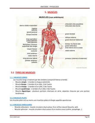 ANATOMIE - PHYSIOLOGIE
Lkoul abdelmajid Page 46
5. MUSCLES
5.1 TYPES DE MUSCLES
5.1.1 MUSCLES LONGS
Les muscles longs s’insèrent par des tendons (conjonctif dense orienté).
- Muscle simple : 1 tendon à chaque extrémité.
- Muscle biceps : 1 tendon d’un côté, 2 de l’autre.
- Muscle triceps : 1 tendon d’un côté, 3 de l’autre.
- Muscle quadriceps : 1 tendon d’un côté, 4 de l’autre.
- Muscle digastrique : plusieurs portions charnues en série, séparées chacune par une portion
tendineuse.
5.1.2 MUSCLES PLATS
Les muscles plats ont au moins une insertion plate et élargie appelée aponévrose
5.1.3 MUSCLES ANNULAIRES
- Muscle orbiculaire : muscle circulaire situé autour d’un orifice naturel (bouche, œil).
- Muscle sphincter : muscle circulaire situé autour d’un viscère creux (urètre, œsophage…).
 