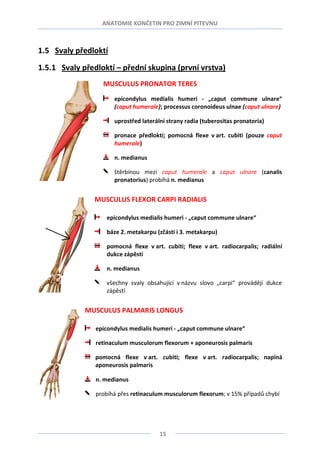 Caput Commune Anatomie 3.lf
