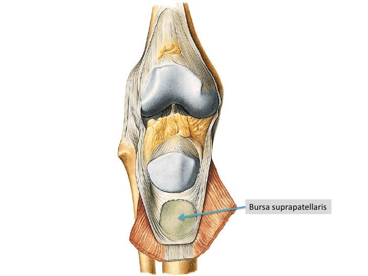 Anatomie
