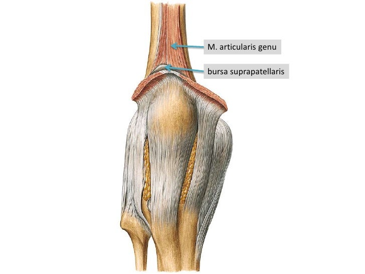 anatomie