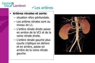 Les artères Artères rénales et aorte :  situation rétro péritonéale. Les artères rénales sont au niveau de L1. L’artère rénale droite passe en arrière de la VCI et de la veine rénale droite. L’artère rénale gauche plus courte s’oblique en dehors et en arrière, passe en arrière de la veine rénale gauche. 