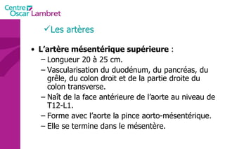 L’artère mésentérique supérieure  : Longueur 20 à 25 cm. Vascularisation du duodénum, du pancréas, du grêle, du colon droit et de la partie droite du colon transverse. Naît de la face antérieure de l’aorte au niveau de T12-L1. Forme avec l’aorte la pince aorto-mésentérique. Elle se termine dans le mésentère. Les artères 