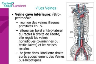 Les Veines Veine cave inférieure : rétro-péritonéale réunion des veines iliaques primitives en L5. située sur bord antéro-latéral du rachis à droite de l’aorte, elle reçoit les veines gonadiques (ovariennes ou testiculaires) et les veines rénales se jette dans l’oreillette droite après abouchement des Veines Sus-hépatiques 