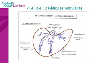 Le Foie : 2 Pédicules vasculaires 