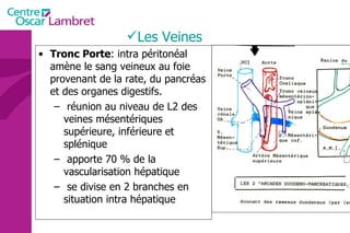 Tronc Porte : intra péritonéal amène le sang veineux au foie provenant de la rate, du pancréas et des organes digestifs. réunion au niveau de L2 des veines mésentériques supérieure, inférieure et splénique apporte 70 % de la vascularisation hépatique se divise en 2 branches en situation intra hépatique Les Veines 