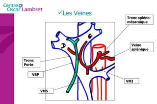 Les Veines VMS VMI Veine splénique Tronc spléno-mésaraïque Tronc Porte VBP 