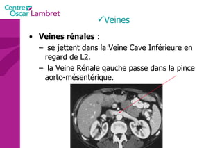 Veines Veines rénales  : se jettent dans la Veine Cave Inférieure en regard de L2. la Veine Rénale gauche passe dans la pince aorto-mésentérique. 
