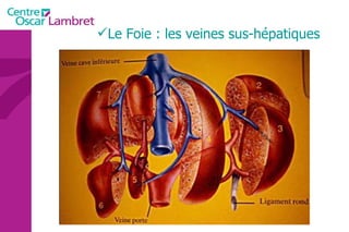 Le Foie : les veines sus-hépatiques 