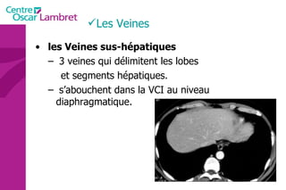 Les Veines les Veines sus-hépatiques 3 veines qui délimitent les lobes  et segments hépatiques. s’abouchent dans la VCI au niveau diaphragmatique. 