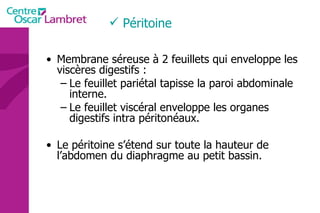 Péritoine Membrane séreuse à 2 feuillets qui enveloppe les viscères digestifs : Le feuillet pariétal tapisse la paroi abdominale interne. Le feuillet viscéral enveloppe les organes digestifs intra péritonéaux. Le péritoine s’étend sur toute la hauteur de l’abdomen du diaphragme au petit bassin. 
