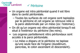 Un organe est intra péritonéal quand il est libre dans la cavité péritonéale.  Toutes les surfaces de cet organe sont tapissées par le péritoine et cet organe se retrouve relié à la paroi abdominale par un méso (ex: l’estomac). On dit qu'un organe est rétro péritonéal lorsqu’il est situé à l'extérieur du péritoine (les reins). Les organes partiellement rétro péritonéaux sont accolés à la paroi péritonéale.  Le méso a disparu et le péritoine ne tapisse qu'une seule face de l'organe (duodénum, pancréas, le colon ascendant et descendant). Péritoine 