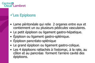 Les Epiploons Lame péritonéale qui relie  2 organes entre eux et contiennent un ou plusieurs pédicules vasculaires. Le petit épiploon ou ligament gastro-hépatique. Épiploon ou ligament gastro-splénique. Épiploon pancréato-splénique Le grand épiploon ou ligament gastro-colique. Les 4 épiploons rattachés à l’estomac, à la rate, au côlon et au pancréas  forment l’arrière cavité des épiploons. 