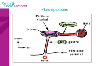 Les épiploons 