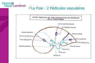 Le Foie : 2 Pédicules vasculaires 