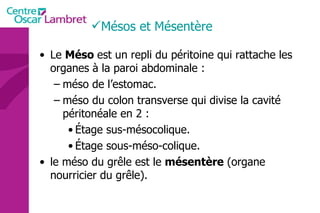Mésos et Mésentère Le  Méso  est un repli du péritoine qui rattache les organes à la paroi abdominale : méso de l’estomac. méso du colon transverse qui divise la cavité péritonéale en 2 : Étage sus-mésocolique. Étage sous-méso-colique. le méso du grêle est le  mésentère  (organe nourricier du grêle). 