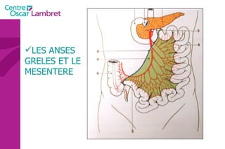LES ANSES GRELES ET LE MESENTERE 