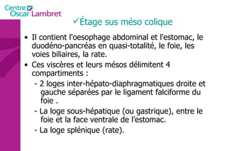 Étage sus méso colique Il contient l'oesophage abdominal et l'estomac, le duodéno-pancréas en quasi-totalité, le foie, les voies biliaires, la rate. Ces viscères et leurs mésos délimitent 4 compartiments : - 2 loges inter-hépato-diaphragmatiques droite et gauche séparées par le ligament falciforme du foie . - La loge sous-hépatique (ou gastrique), entre le foie et la face ventrale de l’estomac. - La loge splénique (rate). 
