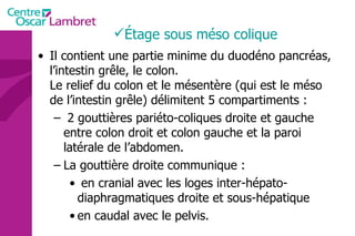Il contient une partie minime du duodéno pancréas, l’intestin grêle, le colon. Le relief du colon et le mésentère (qui est le méso de l’intestin grêle) délimitent 5 compartiments : 2 gouttières pariéto-coliques droite et gauche entre colon droit et colon gauche et la paroi latérale de l’abdomen.  La gouttière droite communique : en cranial avec les loges inter-hépato-diaphragmatiques droite et sous-hépatique  en caudal avec le pelvis.                         Étage sous méso colique 