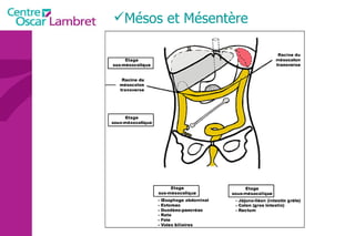 Mésos et Mésentère 