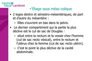2 loges dextro et sénestro-mésentériques, de part et d’autre du mésentère : Elles s’ouvrent en bas dans le pelvis.  Le dernier compartiment qui la partie la plus déclive est le cul de sac de Douglas : situé entre la rectum et la vessie chez l’homme (cul de sac recto vésical), entre le rectum et l’utérus chez la femme (cul de sac recto utérin). C’est le point le plus déclive de la cavité abdominale. Étage sous méso colique 