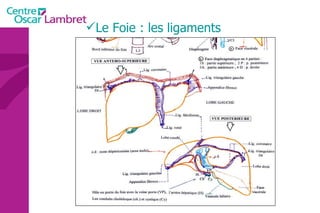 Le Foie : les ligaments 