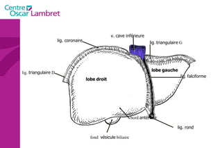 lig. coronaire lig.  triangulaire  D lig .  triangulaire  G lig. rond lig .  falciforme v. cave inférieure bord  antérieur fond  vésicule  biliaire lobe   droit lobe   gauche 