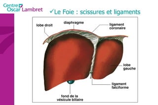 Le Foie : scissures et ligaments 