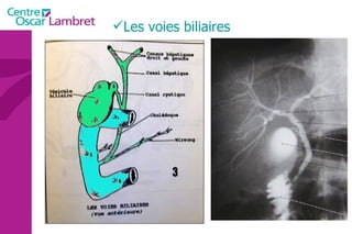 Les voies biliaires 