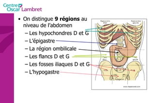 On distingue  9 régions  au niveau de l’abdomen Les hypochondres D et G L’épigastre La région ombilicale Les flancs D et G Les fosses iliaques D et G L’hypogastre 