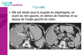 La rate Elle est située sous la coupole du diaphragme, en avant du rein gauche, en dehors de l’estomac et au-dessus de l’angle gauche du colon. 