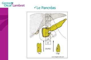 Le Pancréas 