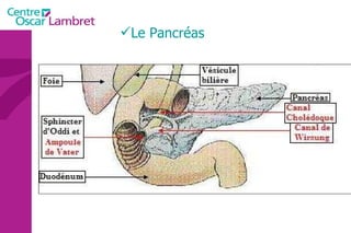 Le Pancréas 