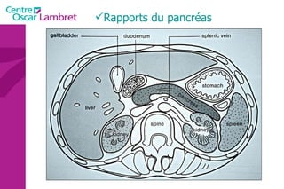 Rapports du pancréas   
