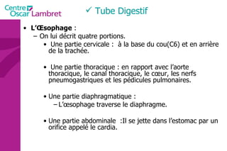 L’Œsophage  : On lui décrit quatre portions. Une partie cervicale :  à la base du cou(C6) et en arrière de la trachée. Une partie thoracique : en rapport avec l’aorte thoracique, le canal thoracique, le cœur, les nerfs pneumogastriques et les pédicules pulmonaires.  Une partie diaphragmatique : L’œsophage traverse le diaphragme. Une partie abdominale  :Il se jette dans l’estomac par un orifice appelé le cardia. Tube Digestif 