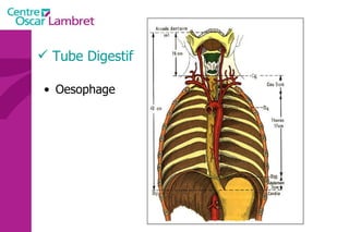 Tube Digestif Oesophage  