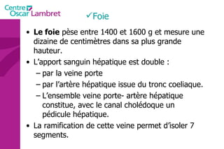 Le foie  pèse entre 1400 et 1600 g et mesure une dizaine de centimètres dans sa plus grande hauteur. L’apport sanguin hépatique est double : par la veine porte  par l’artère hépatique issue du tronc coeliaque.  L’ensemble veine porte- artère hépatique constitue, avec le canal cholédoque un pédicule hépatique.  La ramification de cette veine permet d’isoler 7 segments. Foie 