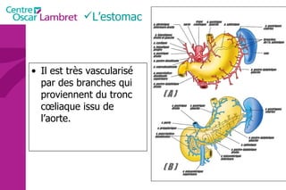 L’estomac Il est très vascularisé par des branches qui proviennent du tronc cœliaque issu de l’aorte.  