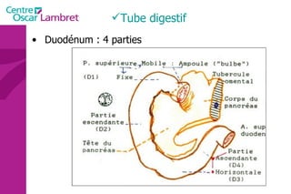 Tube digestif Duodénum : 4 parties 