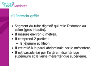 L’intestin grêle Segment du tube digestif qui relie l’estomac au colon (gros intestin). Il mesure environ 6 mètres. Il comprend 2 parties : le jéjunum et l’iléon. Il est relié à la paroi abdominale par le mésentère. Il est vascularisé par l’artère mésentérique supérieure et la veine mésentérique supérieure. 