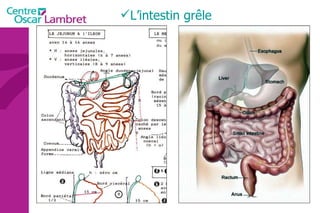 L’intestin grêle 