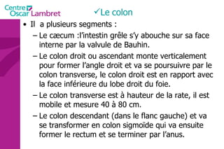 Il  a plusieurs segments : Le cæcum :l’intestin grêle s’y abouche sur sa face interne par la valvule de Bauhin. Le colon droit ou ascendant monte verticalement pour former l’angle droit et va se poursuivre par le colon transverse, le colon droit est en rapport avec la face inférieure du lobe droit du foie. Le colon transverse est à hauteur de la rate, il est mobile et mesure 40 à 80 cm. Le colon descendant (dans le flanc gauche) et va se transformer en colon sigmoïde qui va ensuite former le rectum et se terminer par l’anus. Le   colon 