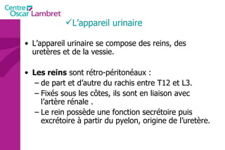 L’appareil urinaire L’appareil urinaire se compose des reins, des uretères et de la vessie. Les reins  sont rétro-péritonéaux : de part et d’autre du rachis entre T12 et L3. Fixés sous les côtes, ils sont en liaison avec l’artère rénale . Le rein possède une fonction secrétoire puis excrétoire à partir du pyelon, origine de l’uretère. 